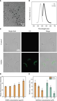 Graphene quantum dots induce cascadic apoptosis via interaction with proteins associated with anti-oxidation after endocytosis by Trypanosoma brucei